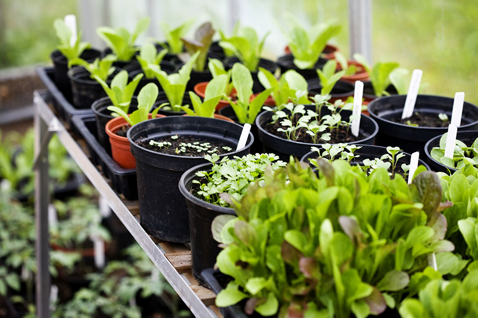 plant-protection