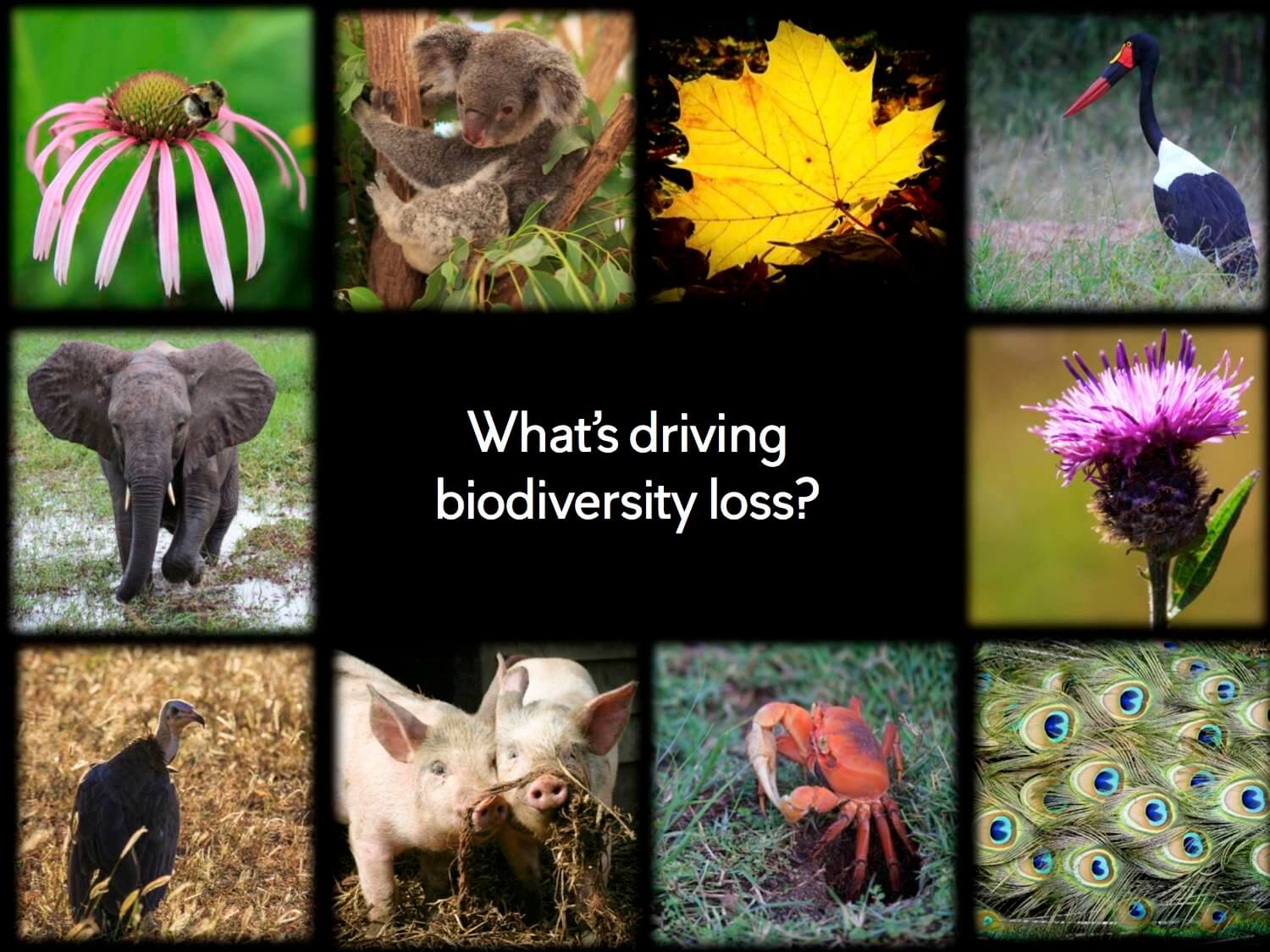 Biodiversity. Part 5b What's driving biodiversity loss? Anglican