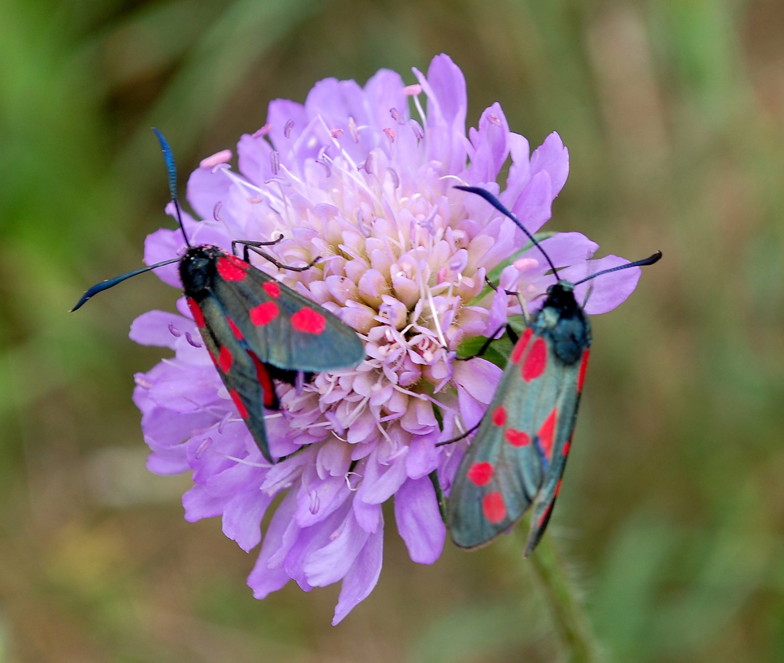 Two Burnet Moths