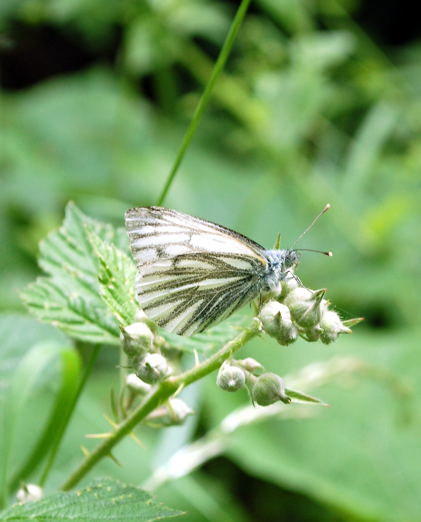 Green Veined White