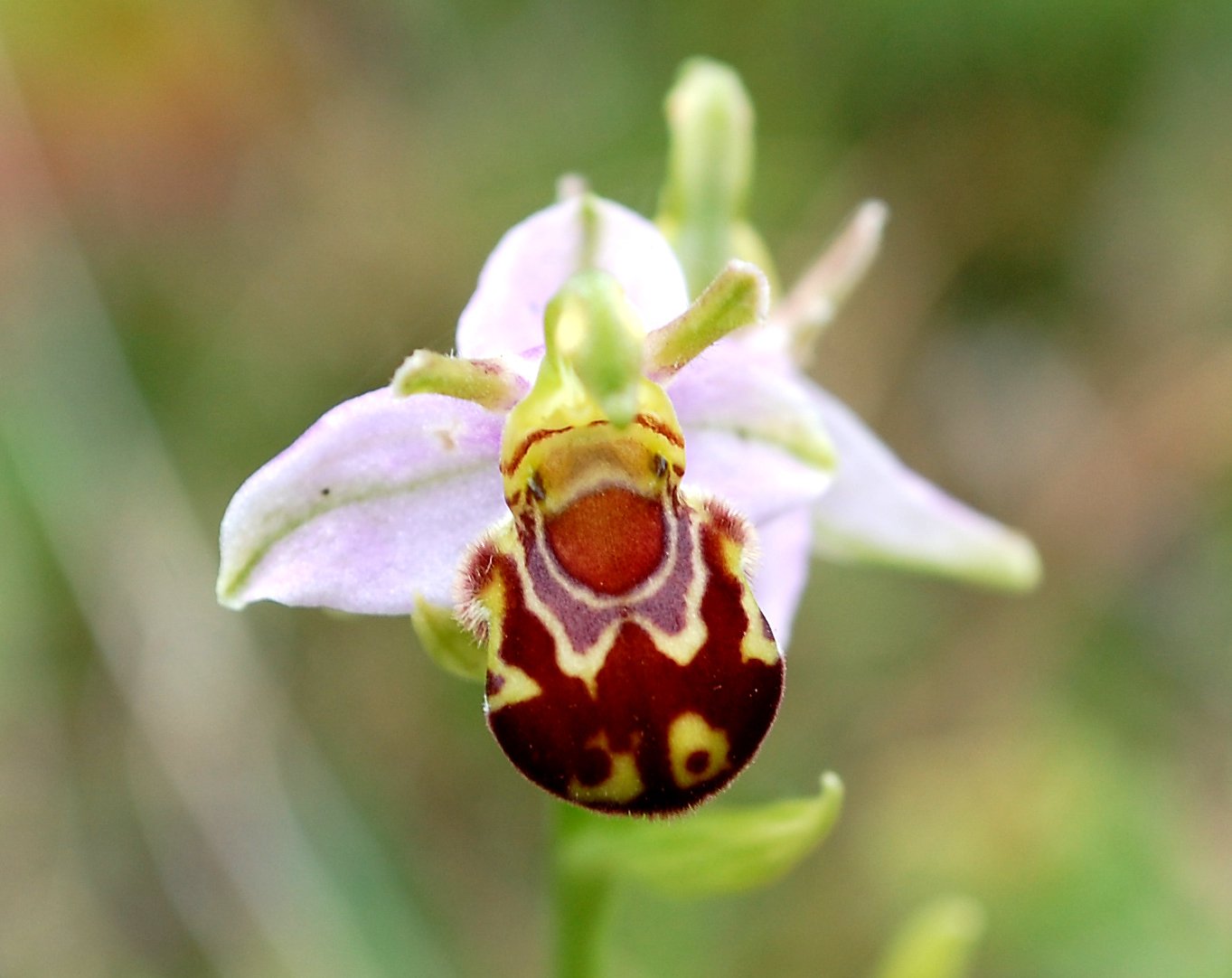 Bee Orchid Flower At Nosterfield