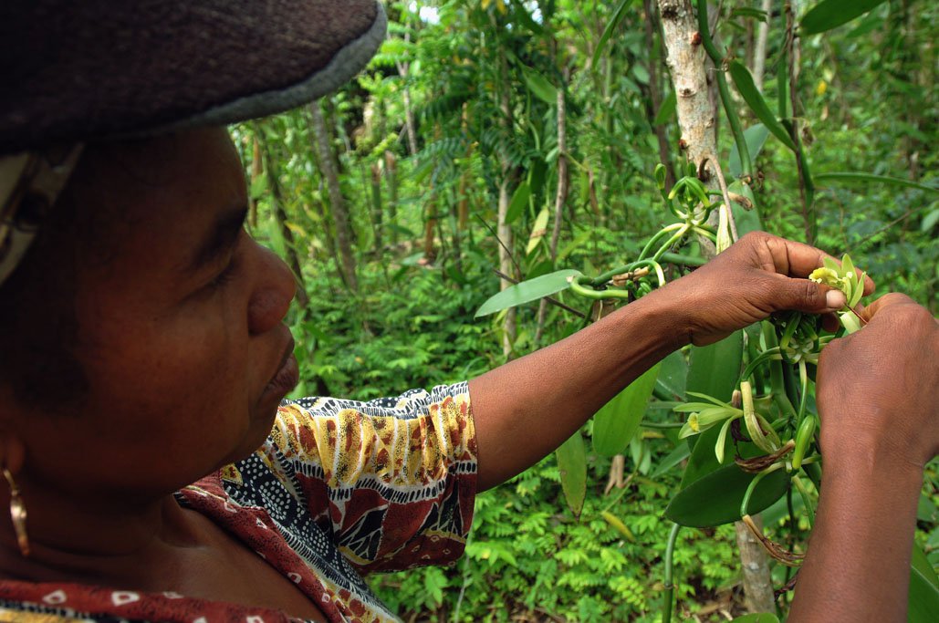 Fecondation or Hand Pollination of Vanilla Flowers