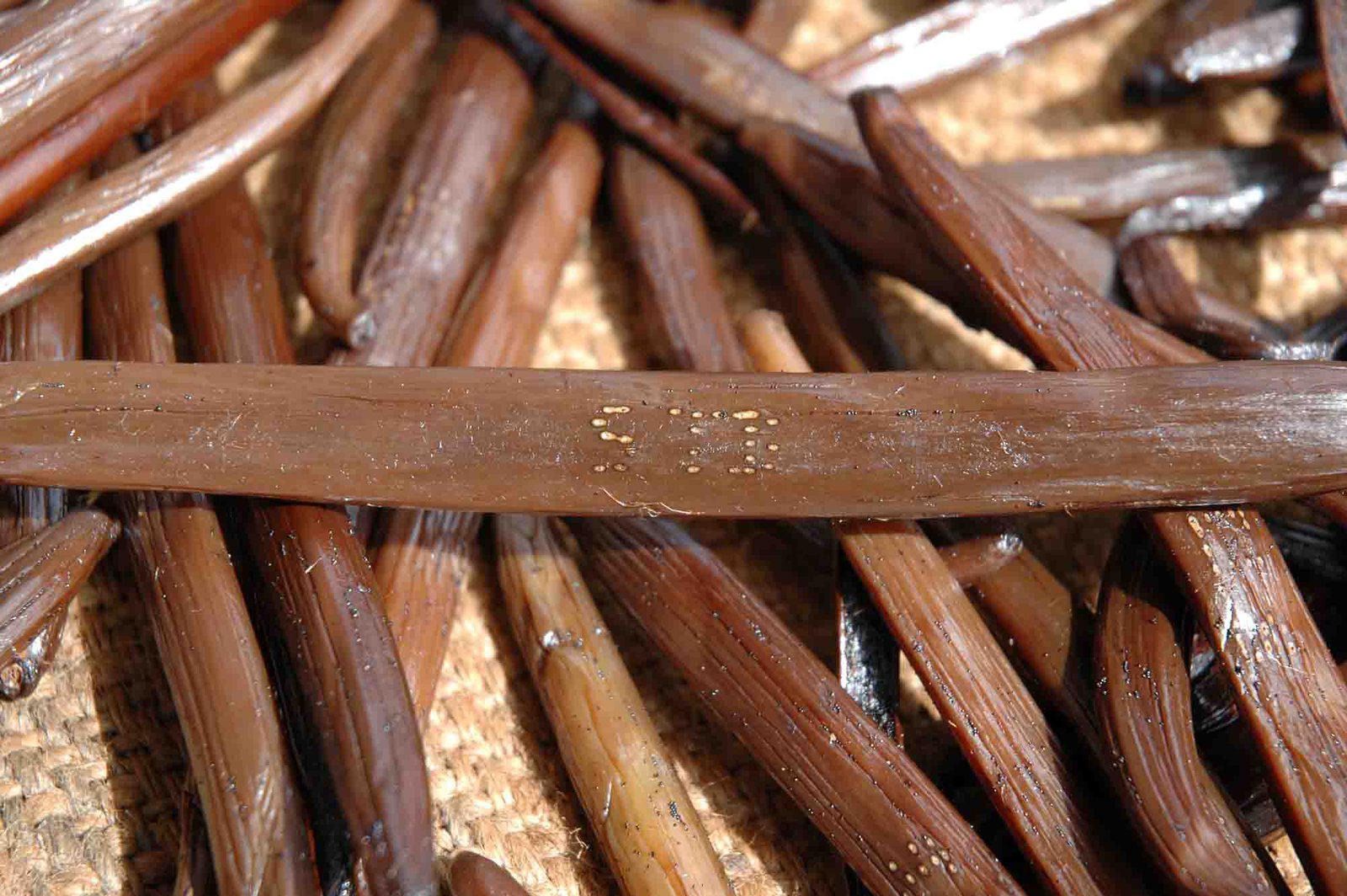 Madagascan Vanilla With Their Individual Markings