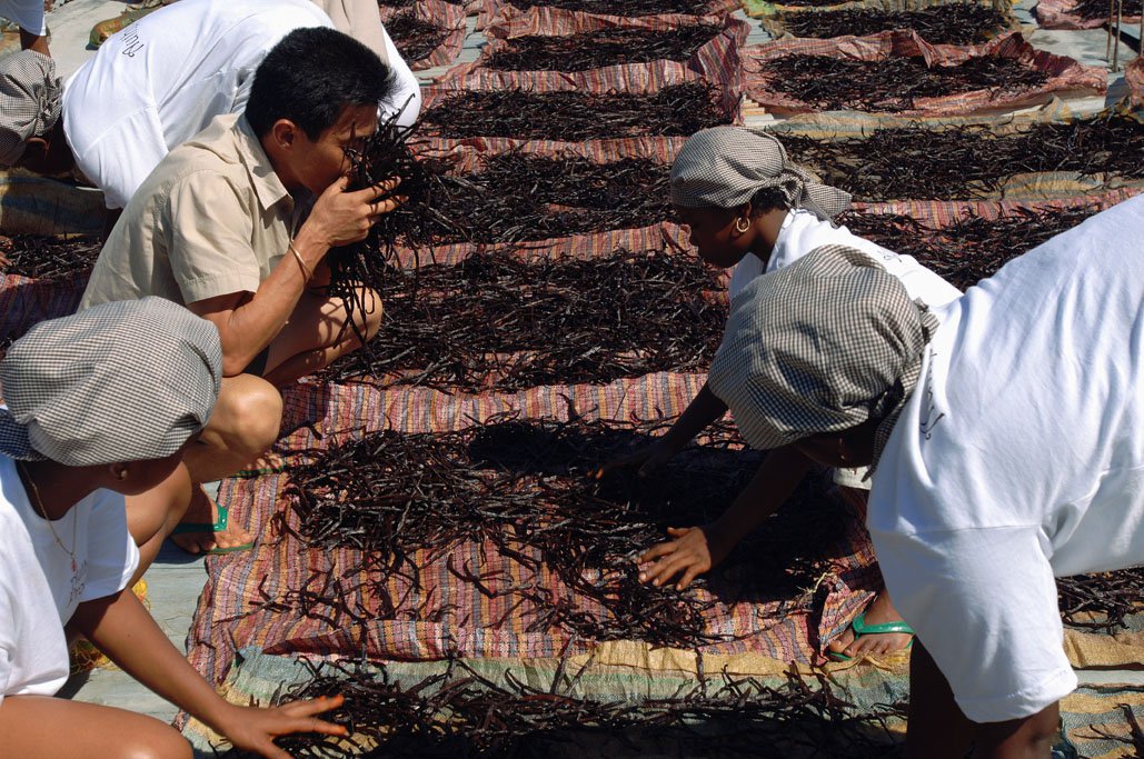 Quality Control On Curing Vanilla Beans In Madagascar