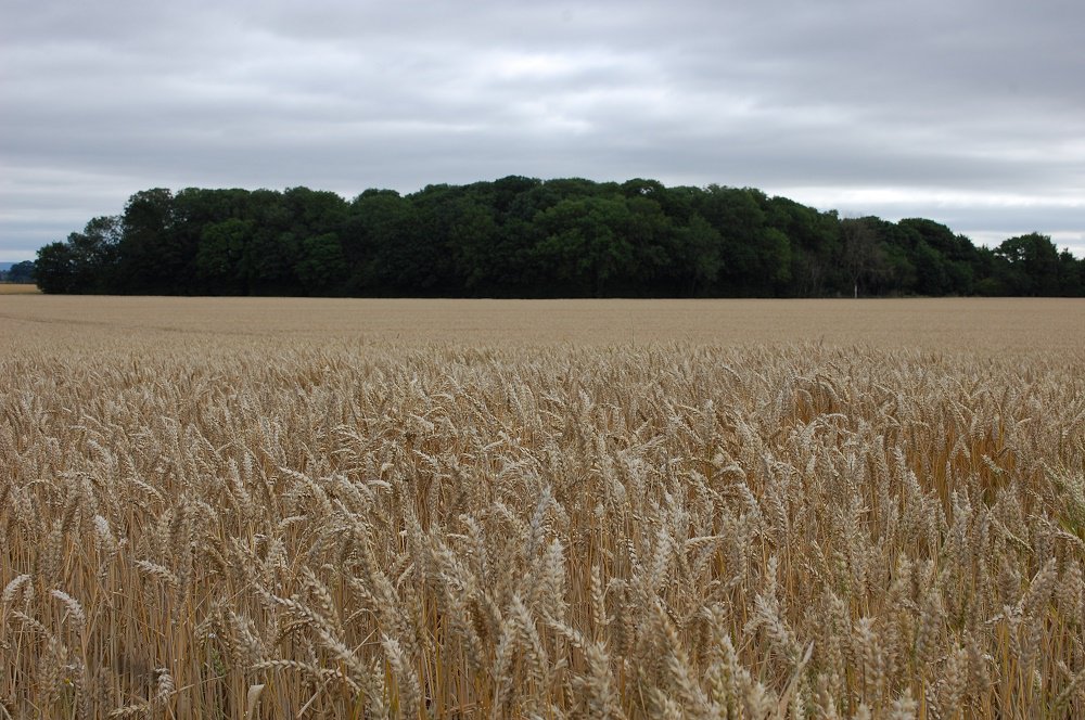 Wheat Field