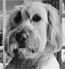 Charles Collins avatar