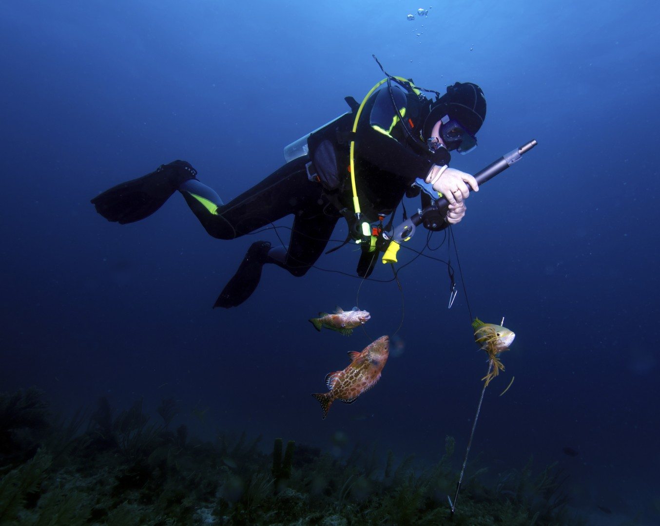 Spear Fishing