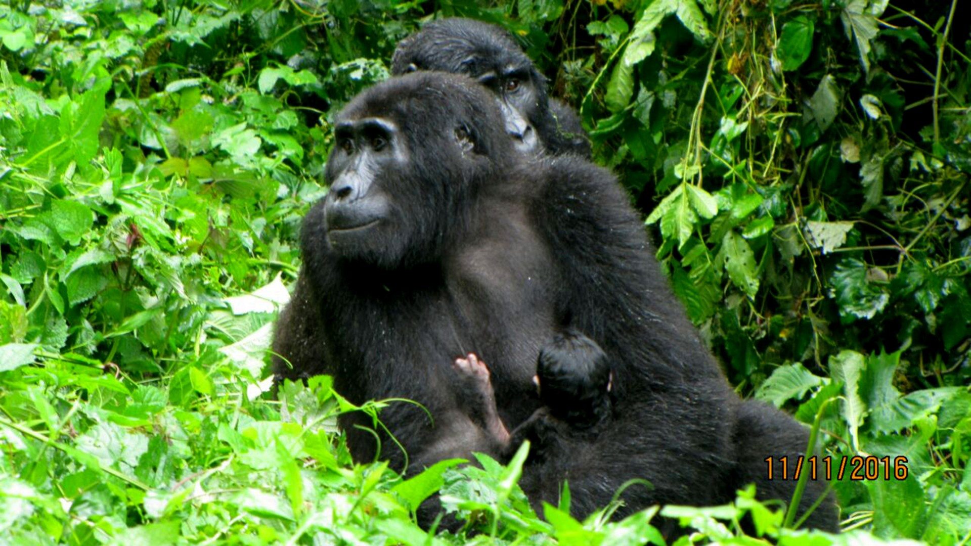 baby-gorilla-born-2016-11-11-at-bwindi-national-park01