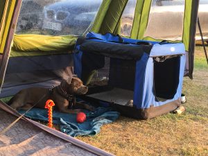 Pepper camping with us