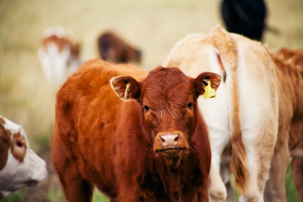Cows in a field