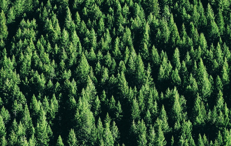 Forest of pine trees