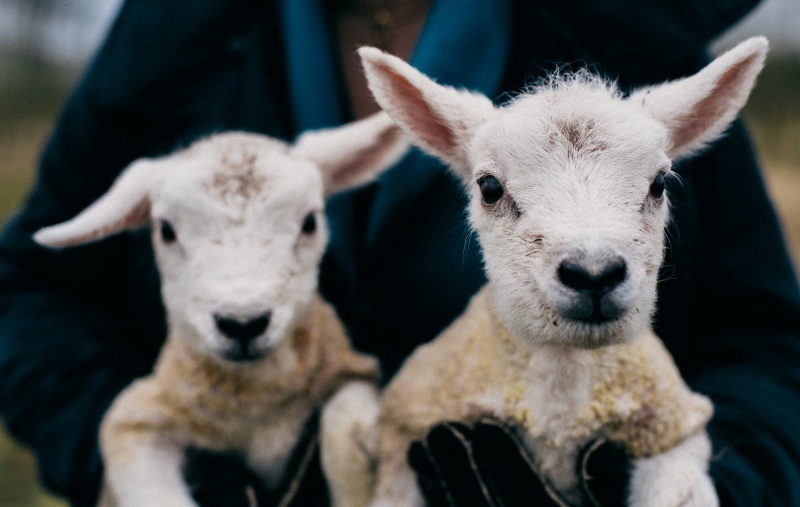 Two wee lambs