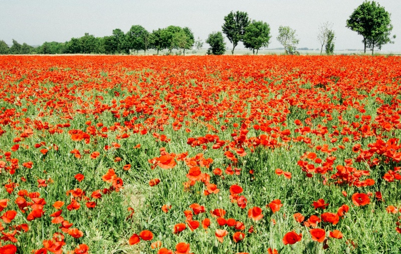 A field of poppies in the Somme