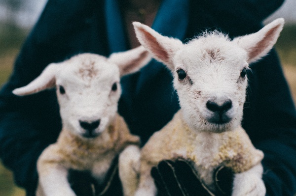 A woman holding two young lambs