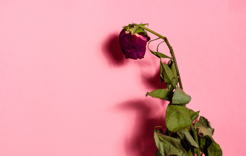 A wilting rose